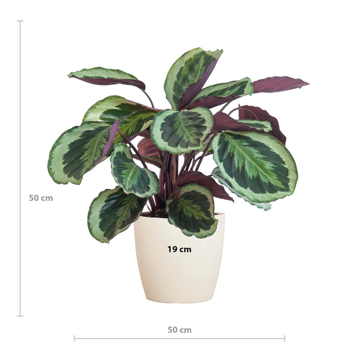 Calathea Medaillon met Viber wit - ↕65cm - Ø21cm