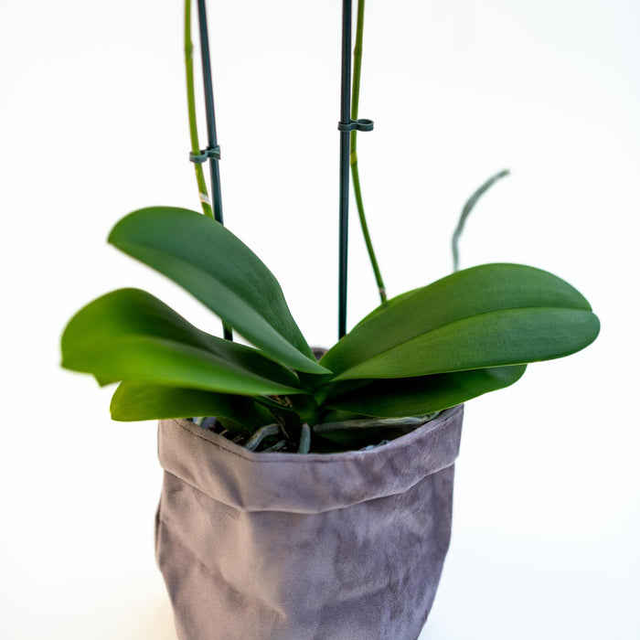 Plant Phalaenopsis with velvet pot