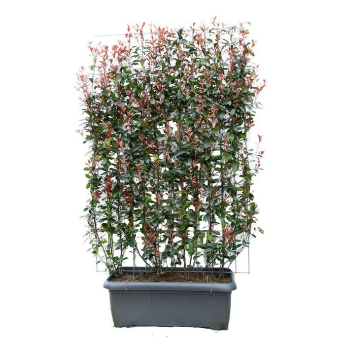 Photinia fraseri - ↨180cm  - 1 pcs