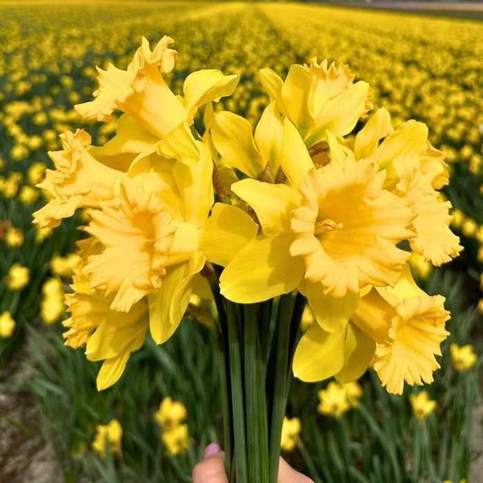 Flowerbulbs Amsterdam - Medium Narcissus Mix - Duurzame voordeelzak, 50 bloembollen voor 1 m2 bloemenpracht - Maat 12/14