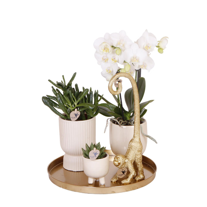 Kolibri Company | Gift set Luxury Living | Plantenset met witte Phalaenopsis Orchidee en Succulenten incl. keramieken sierpotten