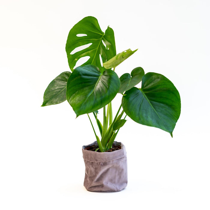 Monstera in Fluwelen Mandje - ↕50cm - Ø12cm