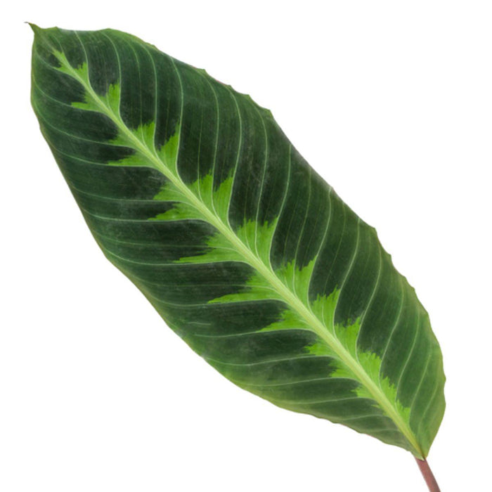 Calathea Warscewiczii - ↕80 cm - Ø19cm