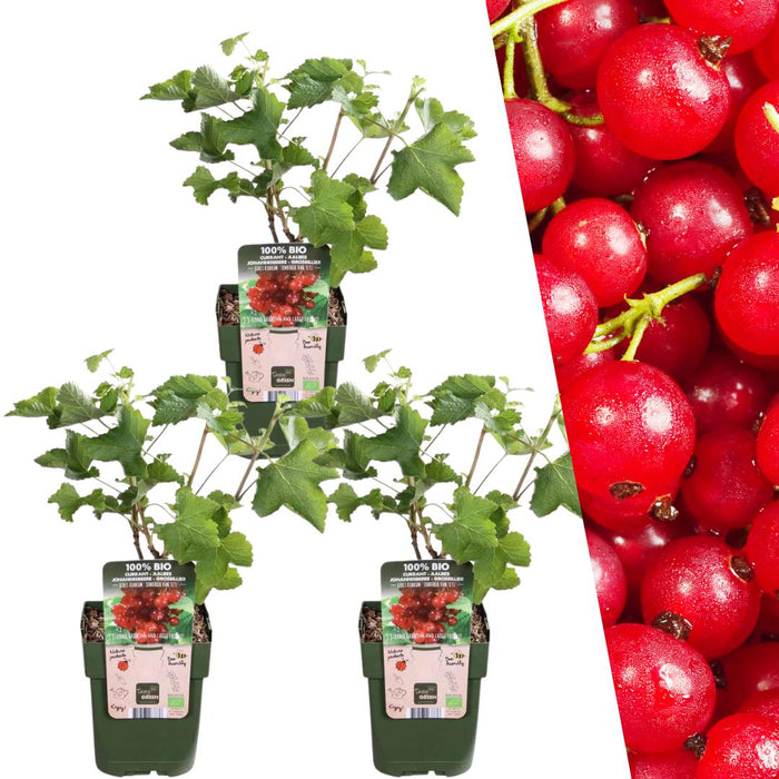 3 x Biologische Kruisbessenplanten - Ø 13 cm - ↨ 20 cm