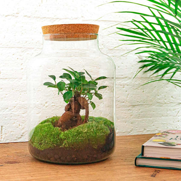 DIY terrarium - Milky met bonsai - ↕ 30 cm + RSTS - Rake + Shovel