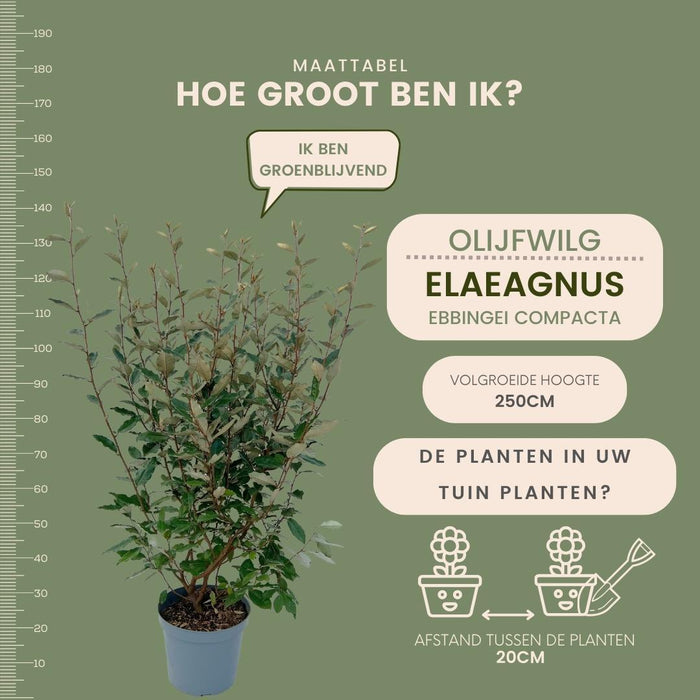 25 grote Olijfwilg planten voor 10 strekkende meter haag | ↕100-125 cm in 12 liter pot