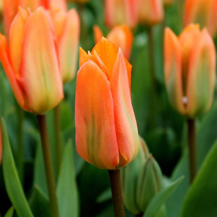 Flowerbulbs Amsterdam - Orange Emperor - 15 bloembollen - Maat 12+