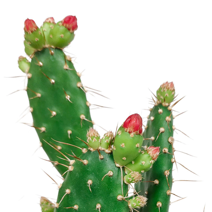 Opuntia quitensis 12 cm