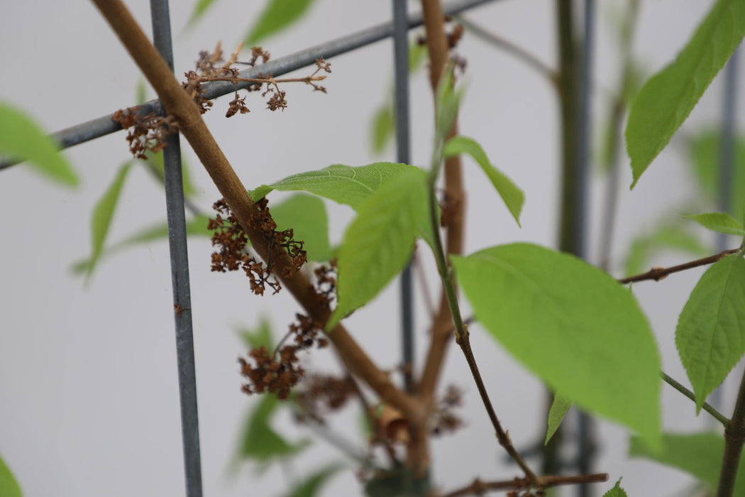 Callicarpa bod. 'Profusion' - ↕180cm - 1 pcs