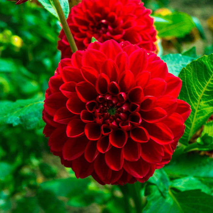 Flowerbulbs Amsterdam Super Mix - 2x pakket van 8 verschillende dahlia's, 16 stuks in totaal, 2,5 m² dahlia plezier