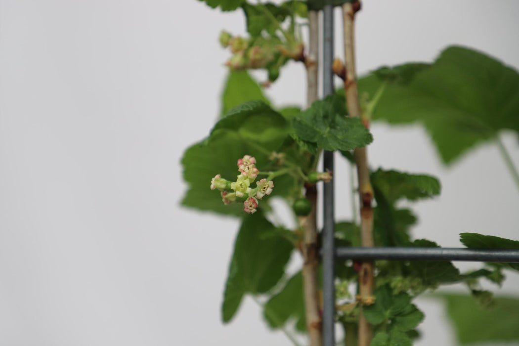 Ribes nigr. 'Titania' - ↨180cm - 1 pcs