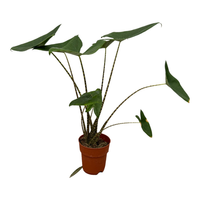 Alocasia Zebrina - ↕80cm - Ø19cm