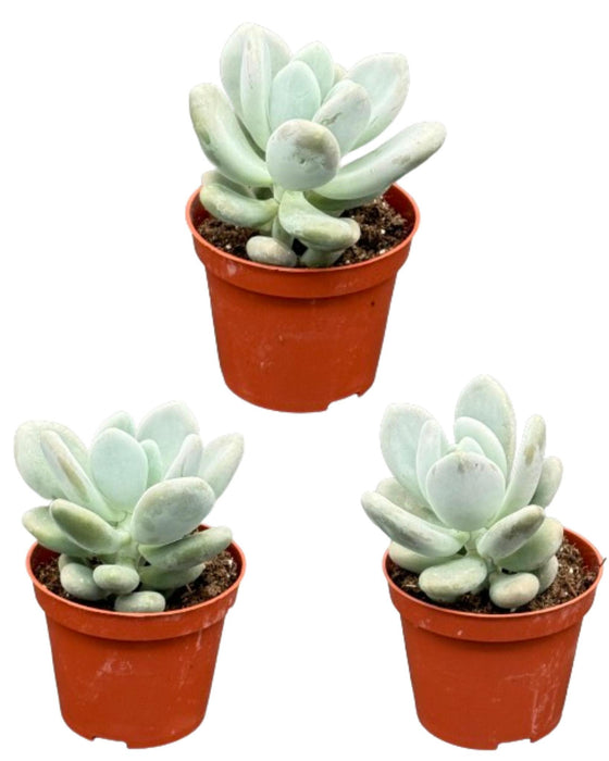 Succulenten- Pachyphytum Oviferum- 8.5cmØ- ↕️12-17cm hoog- 3stuks  - Geen