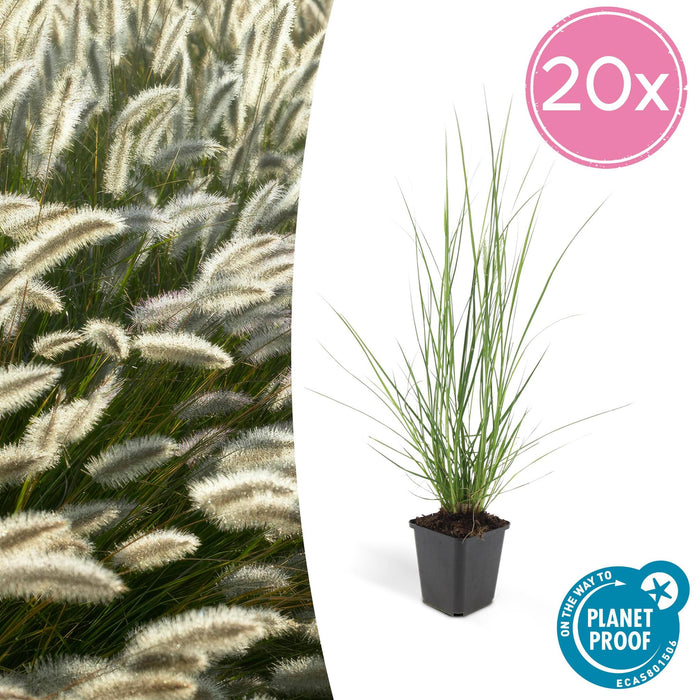 20x Pennisetum alopecuroides 'Hameln' - ↕10-25cm - Ø9cm - 20x