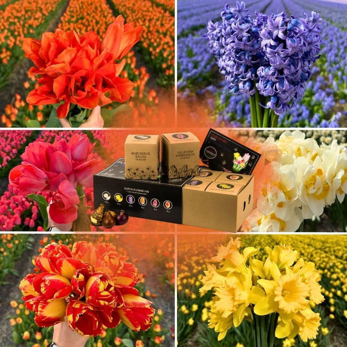 Flowerbulbs Amsterdam - Dutch Flower Mix - Luxe box large, 75 bloembollen voor 2 m2 bloemenpracht - Maat 12+