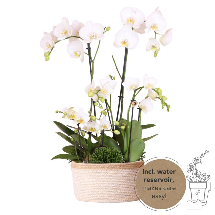 Kolibri Orchids | witte plantenset in Cotton Basket incl. waterreservoir | drie witte orchideeën en drie groene planten Rhipsalis | Field Bouquet wit met zelfvoorzienend waterreservoir