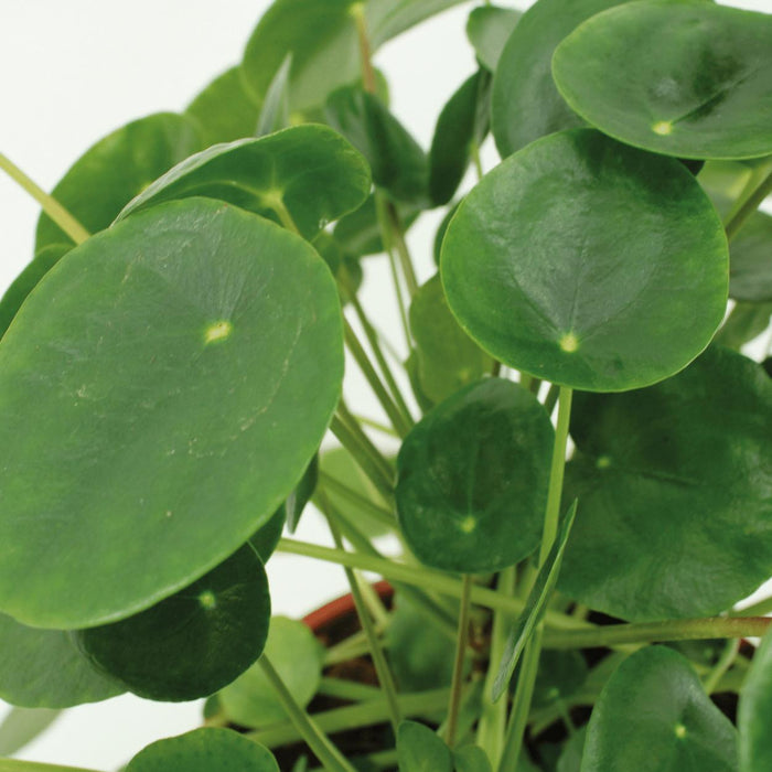 2x Kokodama Pilea Peperomiodes - Pannekoekenplant - ↕20cm - Ø15cm