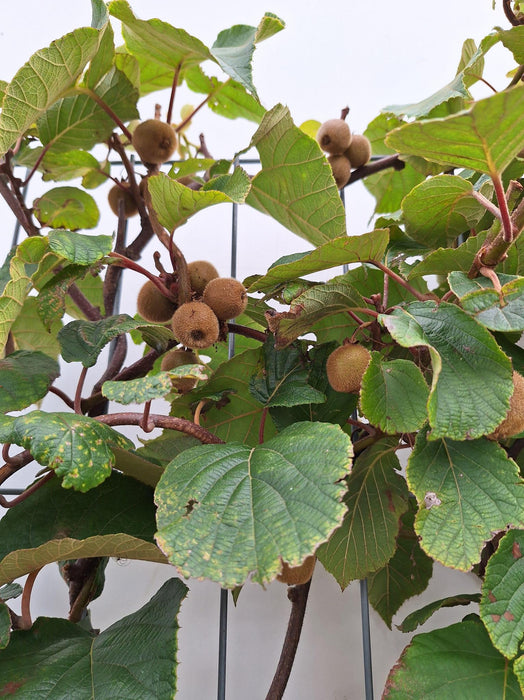 Actinidia deliciosa 'Jenny' - Kiwiplant - Kant-en-Klaar Haag - 120 x 40 x 180 cm