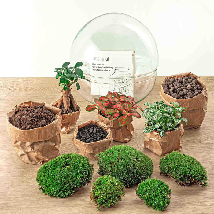 DIY terrarium - Dome XL - Ficus Ginseng Bonsai - ↕ 30 cm - Rake + Shovel + Tweezer