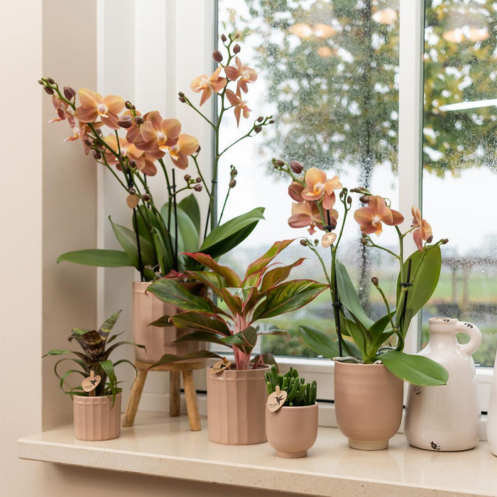 Kolibri Home | Glazed bloempot - Zandkleurige keramieken sierpot met glans - Ø9cm