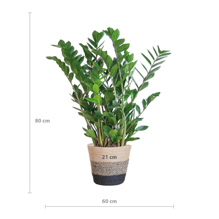 Zamioculcas Zamiifolia met Mand Lissabon zwart - 80cm - Ø21