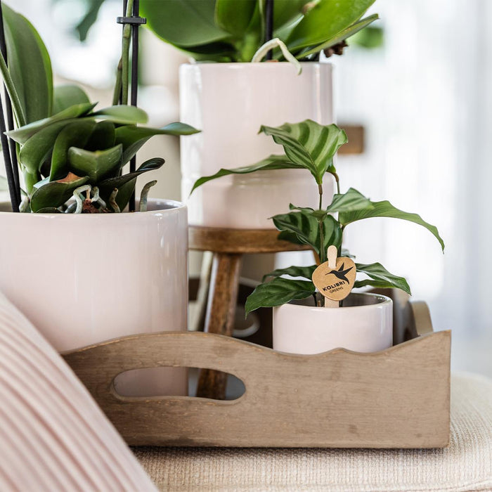 Kolibri Home | Pastel pot pink - Ø9cm