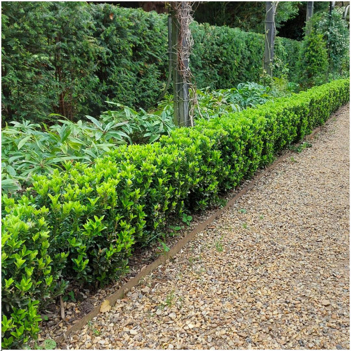 72 x Euonymus 'Green Spire' (Buxus Vervanger) - 72 x Ø 7 cm - ↨ 15 cm