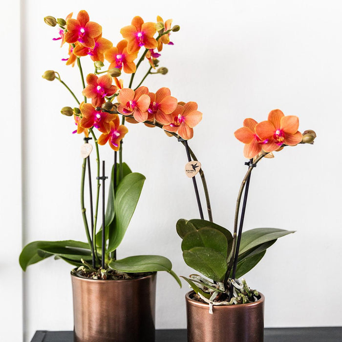 Kolibri Orchids I COMBI DEAL van 4 geurende oranje Phalaenopsis orchideeën - potmaat Ø12cm