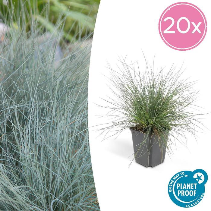 Festuca glauca 'Elijah Bleu' - ↕10-25cm - Ø9cm  - 20x