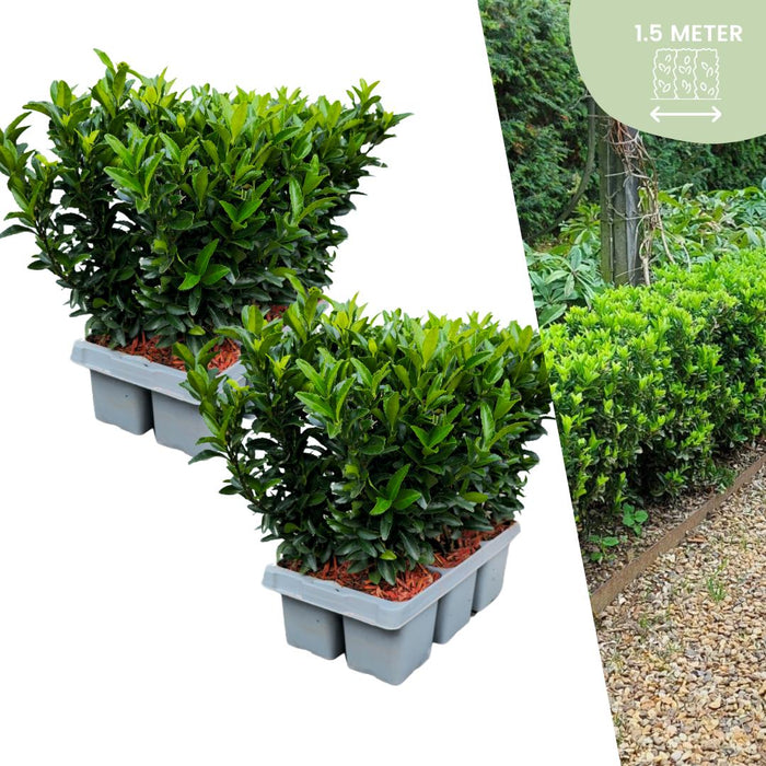 12 Euonymus 'Green Spire' (Buxus Vervanger) - 12 x Ø 7 cm - ↨ 15 cm