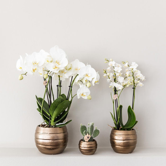 Kolibri Orchids | Geel rode phalaenopsis orchidee - Spain + Bee pot - potmaat Ø9cm | bloeiende kamerplant - vers van de kweker