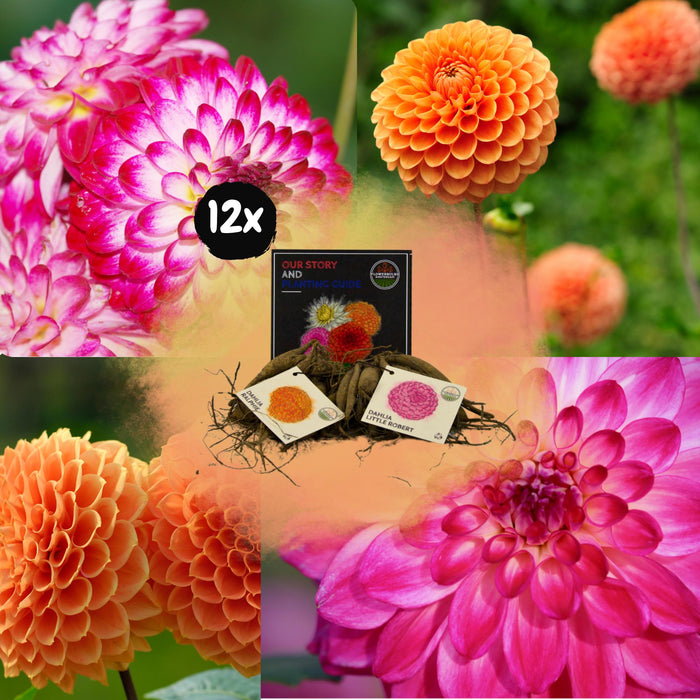 Flowerbulbs Amsterdam - Mix Pompon Splash, 6 Dahlia Little Robert & 6 Dahlia Ralphie knollen voor 2m²