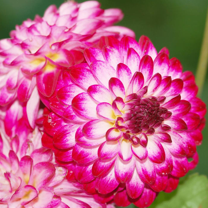 Flowerbulbs Amsterdam - 12 dahlia little robert knollen voor 2 m², ronde en opgekrulde bloemblaadjes