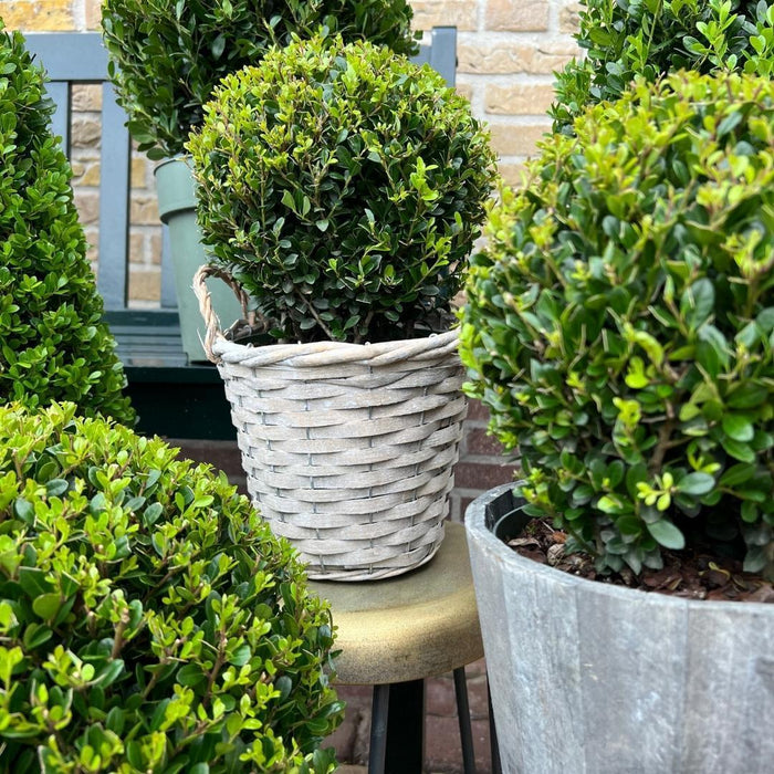 2x Ilex crenata 'Jenny' bol | set van 2 stuks | Ø20cm