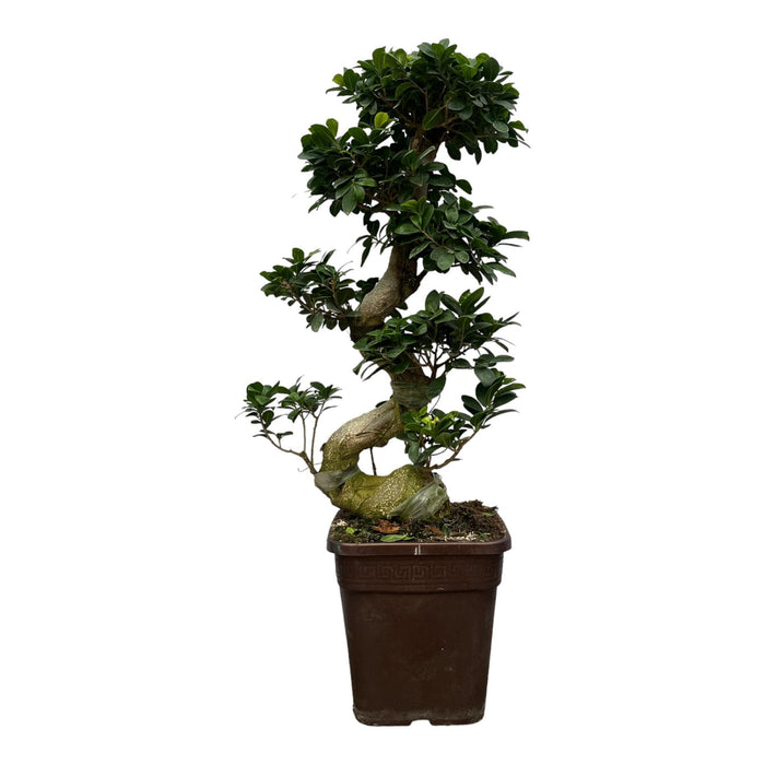 Ficus Microcarpa Ginseng - 110 cm - Ø26cm