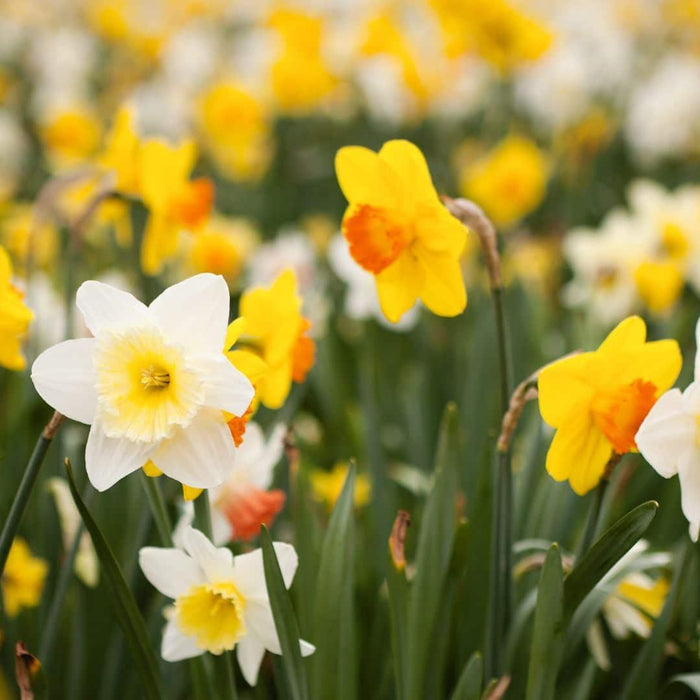 Flowerbulbs Amsterdam - Super Narcissus Mix - Duurzame voordeelzak, 100 bloembollen voor 2,5 m2 bloemenpracht - Maat 12/14