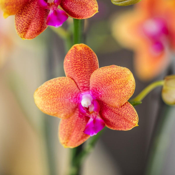 Kolibri Orchids I COMBI DEAL van 4 geurende oranje Phalaenopsis orchideeën - potmaat Ø12cm