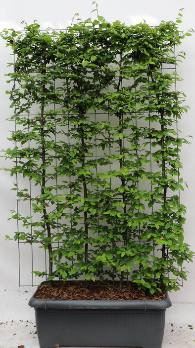 Carpinus betulus - ↨180cm - 1 pcs