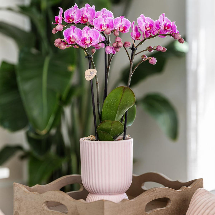 Kolibri Orchids | Roze paarse phalaenopsis orchidee - El Salvador + Diabolo pink - potmaat Ø9cm | bloeiende kamerplant - vers van de kweker