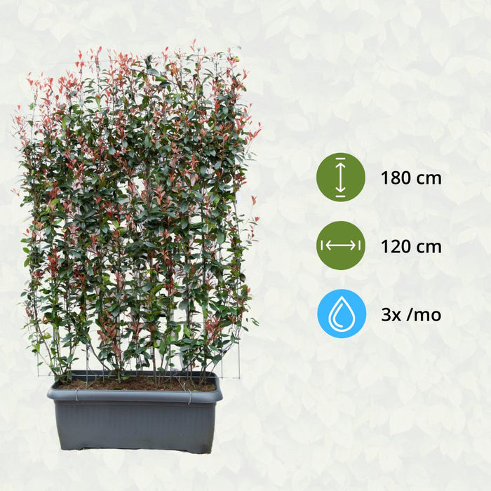 Photinia Fraseri 'Carré Rouge' - Glansmispel - Kant-en-Klaar Haag - 120 x 120 x 180 cm