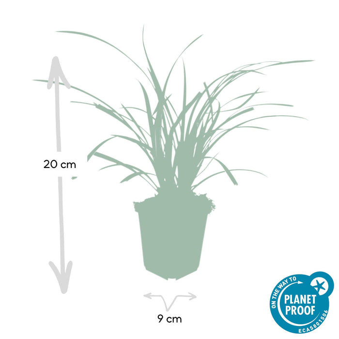 Carex morrowii 'Ice Dance' - ↕10-25cm - Ø9cm - 20x