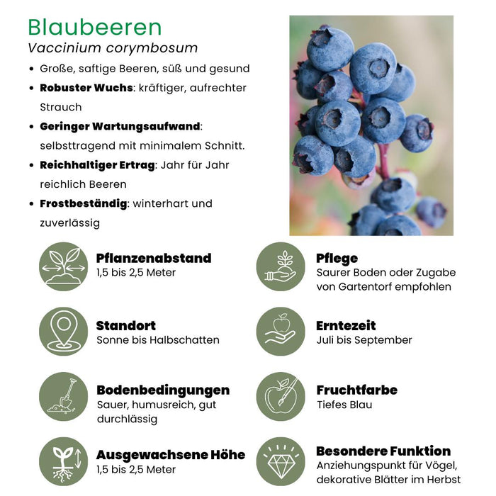 6 x Bosbessenplanten BIO - Ø 13 cm - ↨ 20 cm