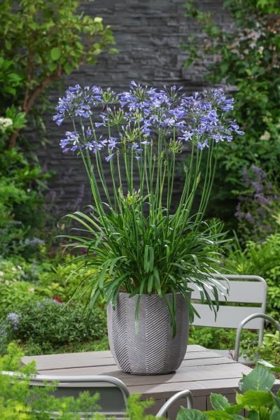 Agapanthus - Blauwe bloemen