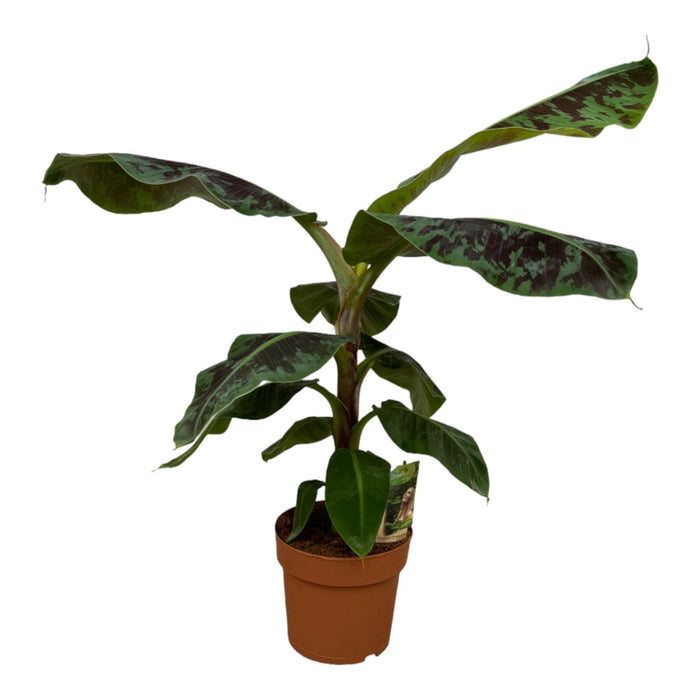 Bananenplant (Musa) - ↕80cm - Ø21cm