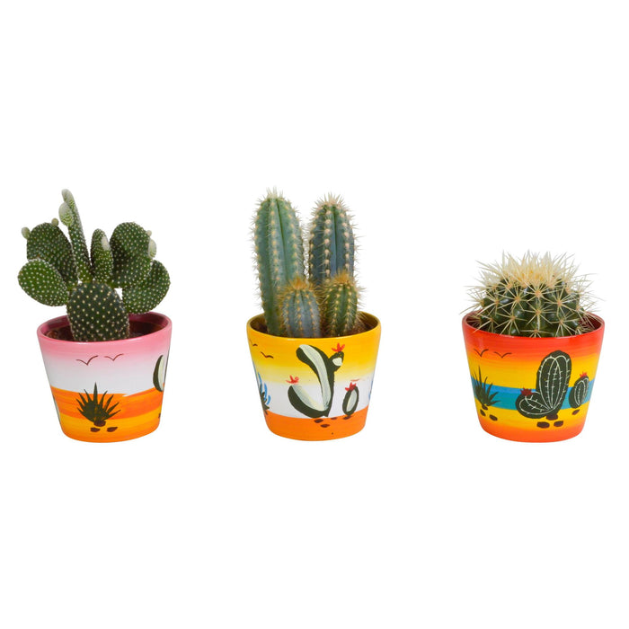 Cactus mix - Ø10.5 cm - in Mexicaanse pot - 3x