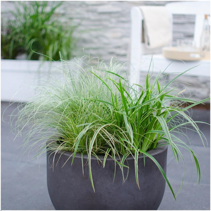 6 x Carex comans 'Frosted Curls' - Ø 14 cm - ↨ 25 cm