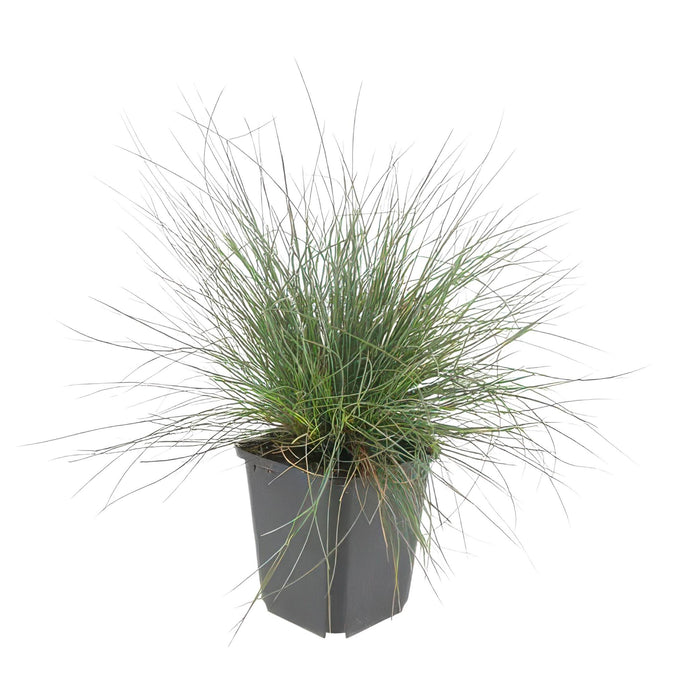 Festuca glauca 'Elijah Bleu' - ↕10-25cm - Ø9cm  - 40x