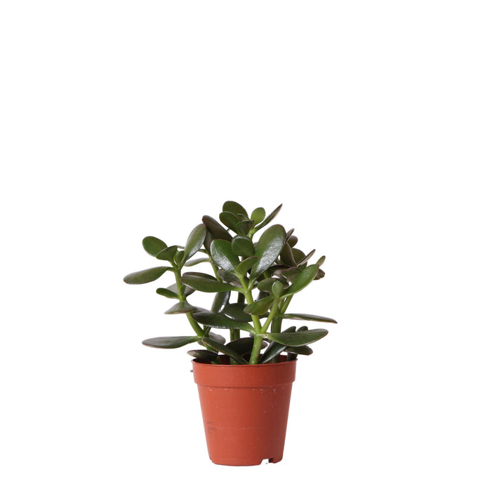 Kolibri Greens | Groene plant - Succulent Crassula Ovata -  groene kamerplant - vers van de kweker - Ø9cm