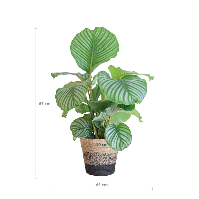 Calathea Orbifolia met Lissabon mand zwart - ↕65cm - Ø21cm