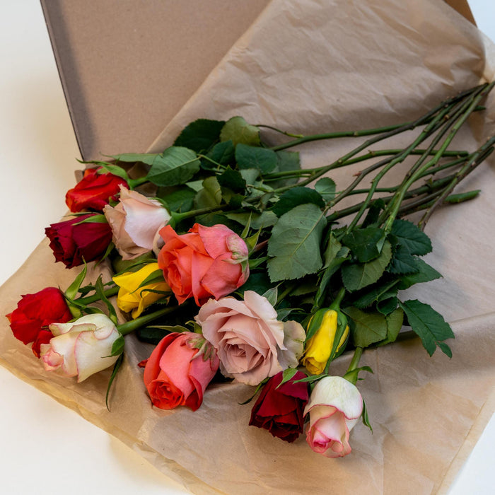 Letterbox Roses Mixed Colors | 35cm length